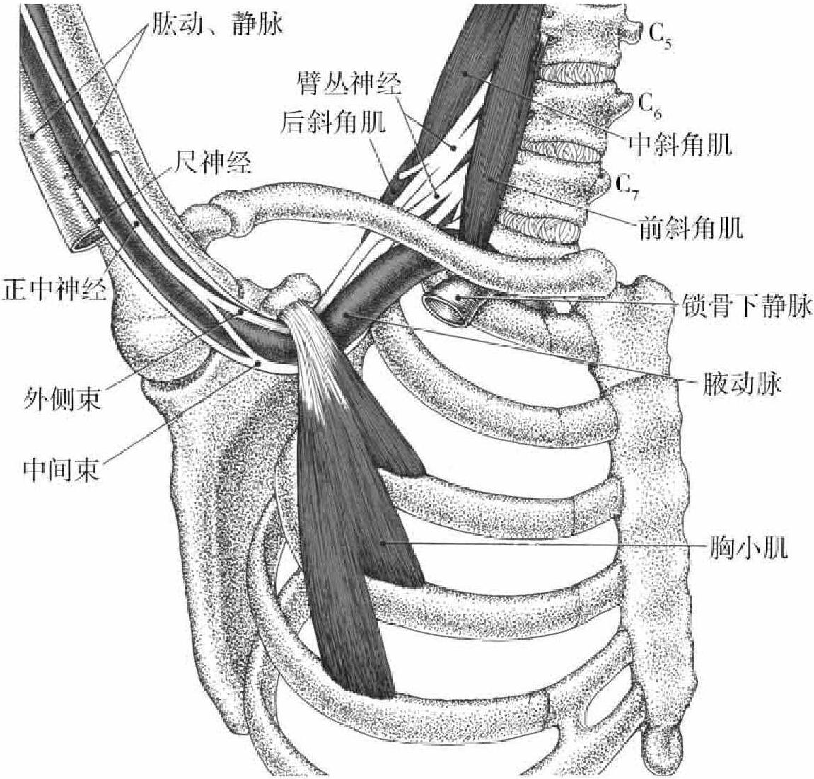 第一節(jié) 斜角肌疼痛綜合征射頻鎮(zhèn)痛治療